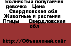 Волнистый попугайчик девочка › Цена ­ 1 000 - Свердловская обл. Животные и растения » Птицы   . Свердловская обл.